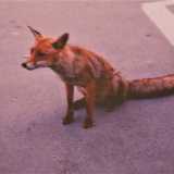 �Era la volpe di tutti noi � conclude l'assessore Leonardo Antonacci � e il monumento che abbiamo deciso di dedicarle rappresenta l'impegno per la custodia e la salvaguardia del nostro territorio, il simbolo dell'avvicinamento tra uomo e natura�